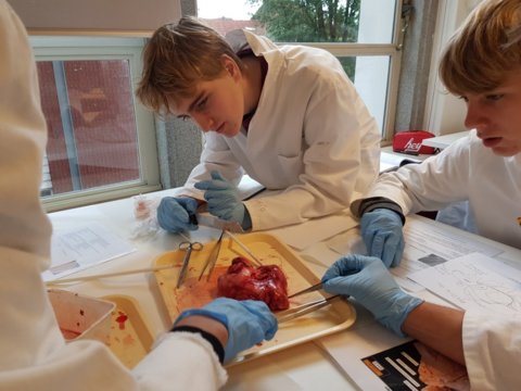 BreinPracticum4 - Pulken plukken en observeren