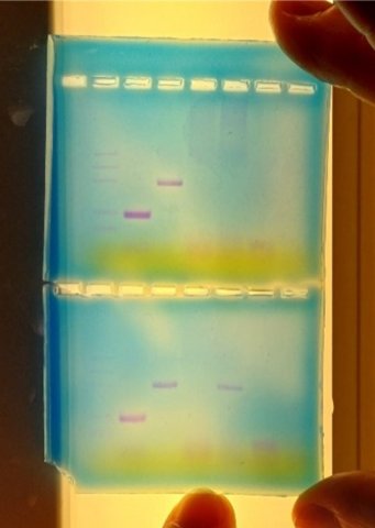 Na de gelelectroforese wordt het aanwezige DNA zichtbaar als een streepje in de gel