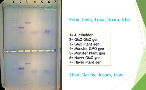 Na de gelelectroforese wordt het aanwezige DNA zichtbaar als een streepje in de gel